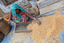 India, Uttar Pradesh, Faizabad, A woman winnowing corn.