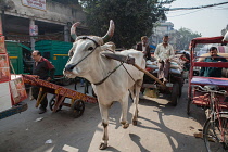 India, New Delhi, Bullock cart in the old city of Delhi.
