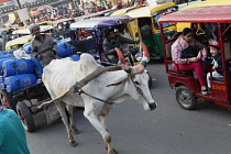 India, New Delhi, A bullock cart amongst traffic in Chandni Chowk in the old city of Delhi.