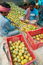 India, West Bengal, Kolkata, Men sort oranges at the fruit wholesalers market.