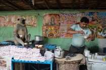 India, West Bengal, Asansol, A chai vendor in with a grey langur as a 'customer'.