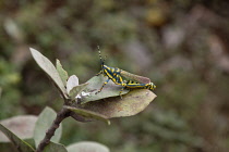 India, West Bengal, Asansol, A painted grasshopper, Poekilocerus Pictus.