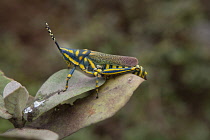 India, West Bengal, Asansol, A painted grasshopper, Poekilocerus Pictus.