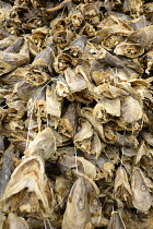 Norway, Troms, Havnnes, Air dried Stockfish cod heads primarily for West Africa, principally Nigeria, where they are used in soup.