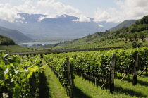 Italy, Trentino Alto Adige, Strada del Vino, vineyard & lake Kaltern, Kaltern.