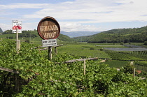 Italy, Trentino Alto Adige, Strada del Vino, vineyard & signs, Kaltern.