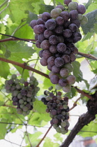 Italy, Trentino Alto Adige, Strada del Vino, grapes on the vine, Kaltern.