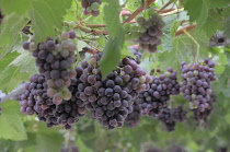 Italy, Trentino Alto Adige, Strada del Vino, grapes on the vine, Kaltern.