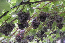 Italy, Trentino Alto Adige, Strada del Vino, grapes on the vine, Kaltern.