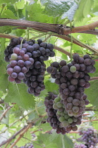 Italy, Trentino Alto Adige, Strada del Vino, grapes on the vine, Kaltern.