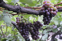 Italy, Trentino Alto Adige, Strada del Vino, grapes on the vine, Kaltern.