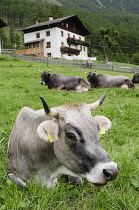 Italy, Trentino Alto Adige, Val Senales, cows & rural scene, Vernagt.