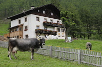Italy, Trentino Alto Adige, Val Senales, cows & rural scene, Vernagt.