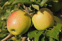 Italy, TRentino Alto Adige, Val Venosta, apple farm near Lasa.