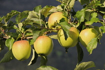 Italy, TRentino Alto Adige, Val Venosta, apple farm near Lasa.