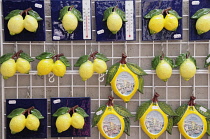 Italy, Lombardy, Lake Garda, Limone Rivera, lemon souvenirs.