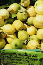 Italy, Lombardy, Lake Garda, Limone Rivera, lemons from Limone.