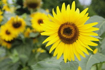 Italy, Lombardy, Lake Garda, sunflowers.