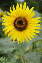 Italy, Lombardy, Lake Garda, sunflowers.