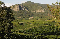 Italy, Lombardy, Franciacorta, vineyards near Provaglio.
