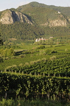 Italy, Lombardy, Franciacorta, vineyards near Provaglio.