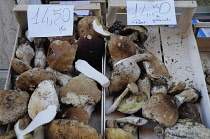 Italy, Lombardy, Iseo, new season porcini mushrooms.