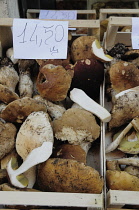 Italy, Lombardy, Iseo, new season porcini mushrooms.
