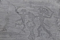 Italy, Lombardy, Valcamonica, Foppi di Nadro, 1000BC rock carvings depicting battles.