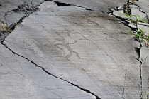 Italy, Lombardy, Valcamonica, Foppi di Nadro, 1000BC rock carvings depicting battles.