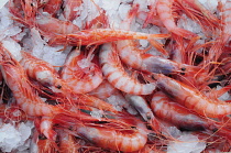 Italy, Liguria, Genoa, Porto Antico, Mediterranean gamberi rosso, red prawns.