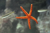 Italy, Liguria, Genoa, Aquarium, red starfish.