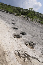 Italy, Trentino Alto Adige, Rovereto, Dinosaur footprints, Piste de Dinosauri.