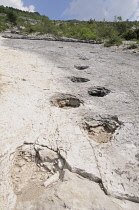 Italy, Trentino Alto Adige, Rovereto, Dinosaur footprints, Piste de Dinosauri.