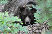 Italy,Trentino Alto Adige, Adamello Brenta Natural Park, Spormaggiore Visitor Centre, Slovenian brown bear.