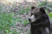 Italy,Trentino Alto Adige, Adamello Brenta Natural Park, Spormaggiore Visitor Centre, Slovenian brown bear.