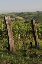 Italy, Piedmont, Monferrato region, vineyards & fields, San Damiano.