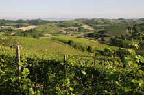 Italy, Piedmont, Monferrato region, vineyards & fields, San Damiano.