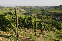 Italy, Piedmont, Monferrato region, vineyards & fields, San Damiano.