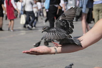 Italy, Veneto, Venice, feeding pigeons on Piazza San Marco.