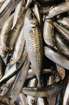 Italy, Veneto, Venice, sardines, Rialto fish market.