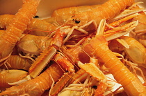 Italy, Veneto, Venice, Rialto fish market, display of Langoustines in covered market.