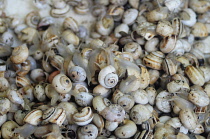 Italy, Veneto, Treviso, fish market, snails for sale.