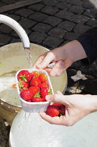 Italy, Lazio, Rome, Centro Storico, Campo dei Fiori, washing strawberries in water fountain.