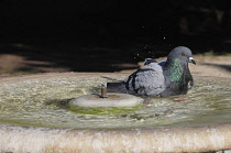 Italy, Lazio, Rome, Celian Hill, Parco Celio, pigeons enjoying a bath.