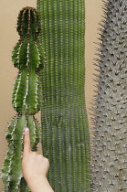 Italy, Lazio, Rome, Trastevere, Janiculum Hill, Orto Botanico (Botanical Gardens), childs finger pointing to cacti plant.