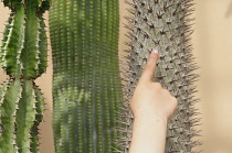 Italy, Lazio, Rome, Trastevere, Orto Botanico (Botanical Gardens), cacti plants with childs finger pointing.