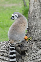 Italy, Lazio, Rome, Villa Borghese, Bioparco Zoo, feeding time with the ring tailed lemurs.
