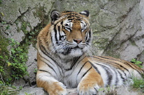 Italy, Lazio, Rome, Villa Borghese, Bioparco Zoo, tiger.