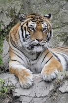 Italy, Lazio, Rome, Villa Borghese, Bioparco Zoo, tiger.