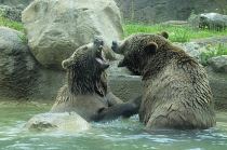 Italy, Lazio, Rome, Villa Borghese, Bioparco Zoo, bears at play.